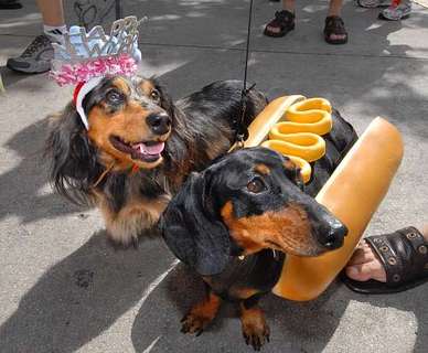 Dachshund Parade